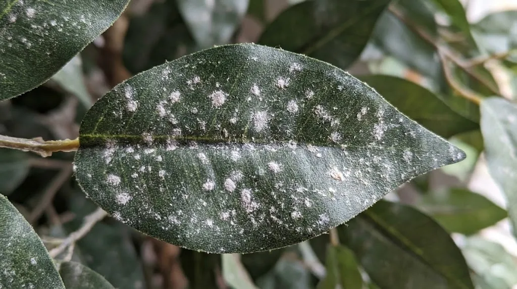 Close up of white powdery spots on artificial leaves indicating plastic decomposition