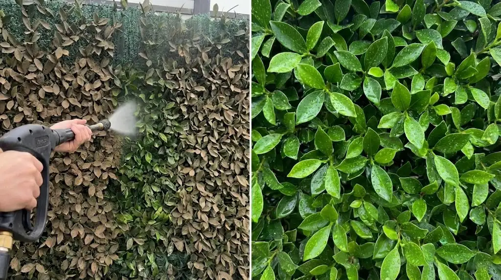 Using water hose to clean dust off outdoor artificial hedge