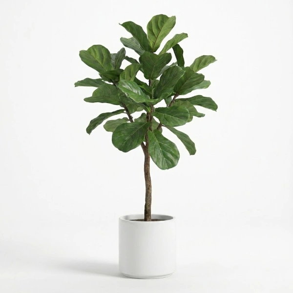 Faux Fiddle Leaf Plant